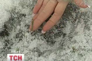 Морози залишили Україну без озимих культур, винограду та персиків