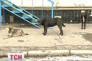 У Києві пройшов мітинг проти "зооциду": собак труять токсинами