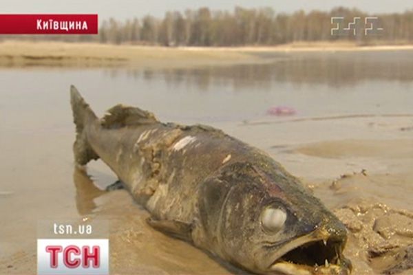 Риба