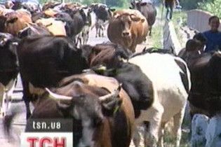 Суд заарештував 666 корів за борги по пенсії