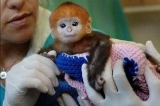 В сіднейському зоопарку народилась мавпочка рідкісного виду