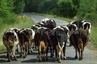 Головним шосе Естонії бродить стадо корів