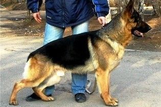 Під час виступу Обами американський кобель знюхався з російською собакою