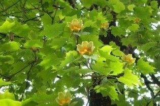 У Києві зацвіли тюльпани на дереві, які пахнуть шоколадом