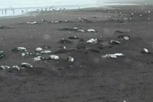 На півдні Чилі знайдено більше тисячі мертвих пінгвінів