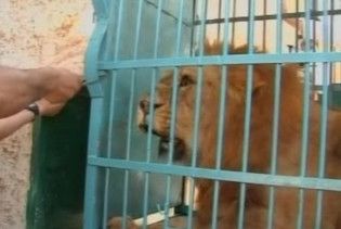 Ізраїль зробив палестинцям звірячий подарунок