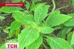 Сальвія