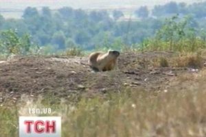 Байбак