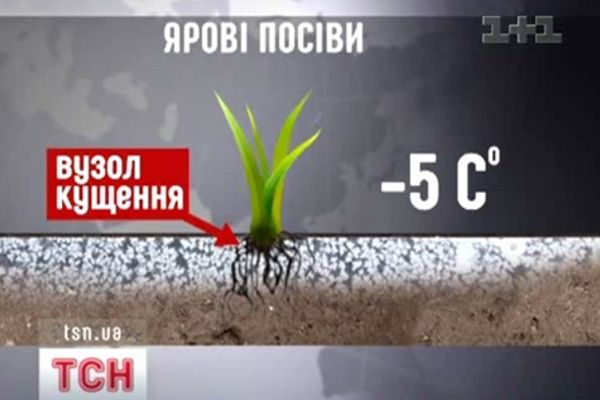 Врожай