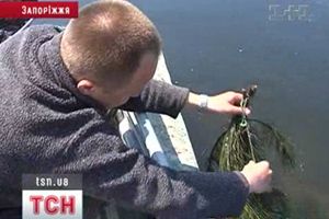 Нерест