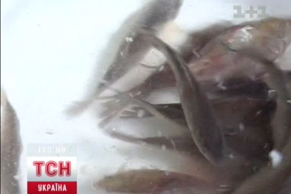 Риба