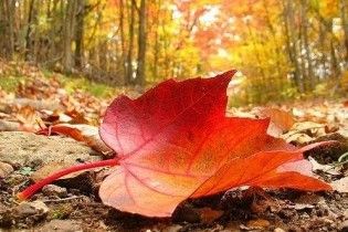 До кінця тижня в Україні потеплішає до +24