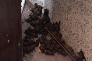 До квартири мешканки Чернівців увірвалися 74 кажани