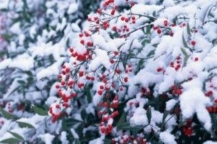 Погода в Україні на середу, 9 грудня