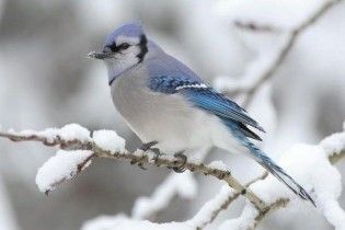 Погода в Україні на понеділок, 14 грудня