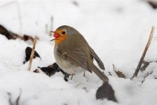 Погода в Україні на неділю, 10 січня
