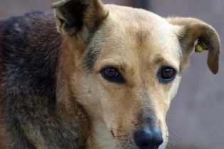 Бездомні собаки напали на зоопарк у Софії і загризли 13 рідкісних тварин