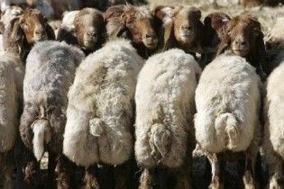 Власник зґвалтованої кози хоче видати її заміж за зоофілів