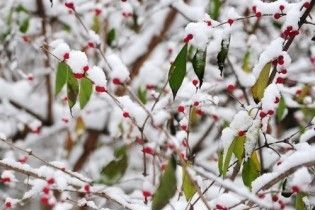 Січневі морози залишили Крим без садів та виноградників