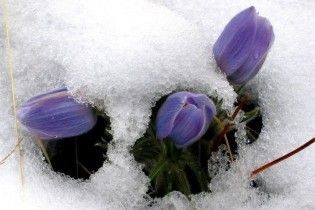 Чутки про заморозки і сніг 1-го жовтня виявилися перебільшеними