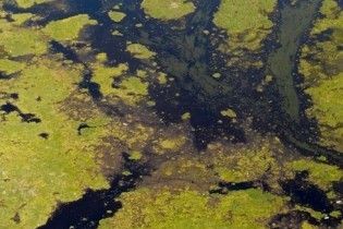 Екологічне лихо дійшло до Техасу