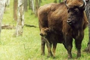 На Львівщину завезли закордонних зубрів