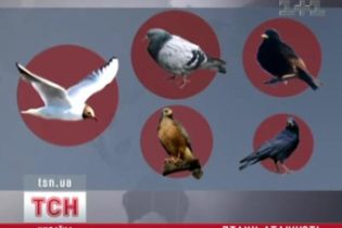 Як птахи атакують літаки (відео)