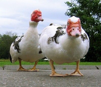 гуси