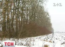 Ліс