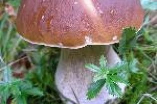 Кількість отруєнь грибами збільшується