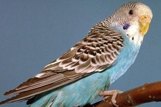 Хазяї за час свят зробили з папуги хронічного алкоголіка