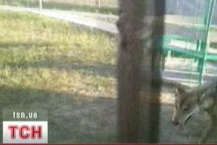 У Чорнобилі на працівників напали вовки