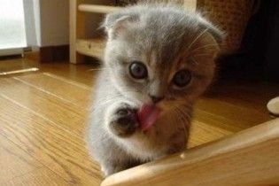 Коти здатні командувати господарями за допомогою муркотіння