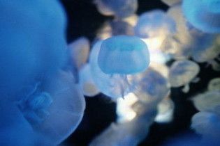 У Шотландії медузи зупинили роботу АЕС