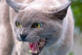 Власників котів зобов'яжуть вішати таблички "Обережно, коти!"