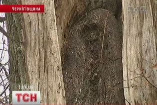 На Чернігівщині на дереві проявилася ікона Божої матері