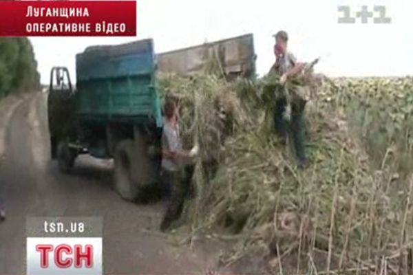 Конопля