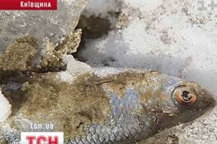 На киян чекає зараження питної води через масову загибель риби в Дніпрі