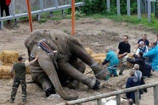 Київська міліція відмовилась порушувати справу через загибель тварин у зоопарку