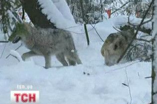 В Україні скоротили період полювання на вовків