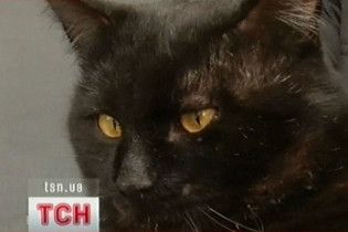 У Конотопі 14-річна дівчинка та її бабуся розчленували сотні котів