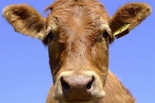Таджикистан та Узбекистан посварилися через корову і голодних прикордонників