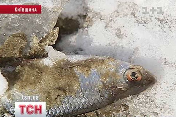 Масова загибель риби у Київському водосховищі