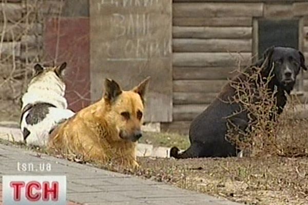 Собаки