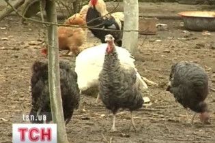 У Чилі вірус свинячого грипу вперше виявлений у птахів