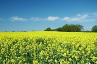 Вчені: біопаливо шкідливе