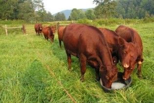 В англійської королеви викрали стадо безрогих корів