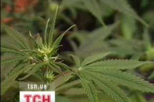 Уряд збільшив посіви конопель в 9 раз