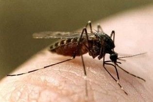 У Греції жертвами укусів комарів стали семеро людей