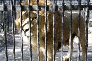 П’яному прикарпатцю відкусив руку лев
